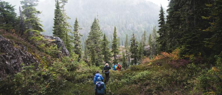 Group of nature enthusiasts hiking in forest.