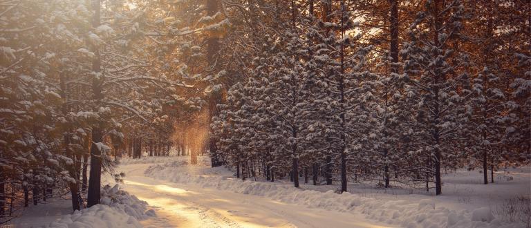 Snowy, sunlight forest with a winding path down the middle.