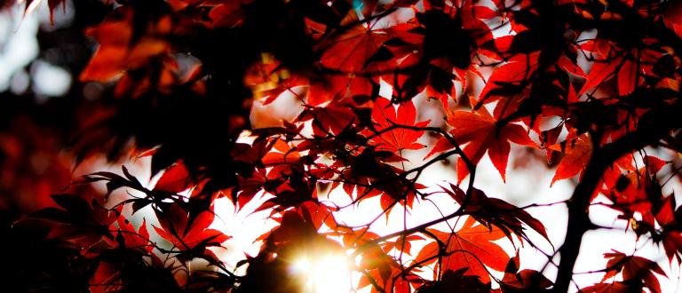 Rayon de lumière à travers des feuilles d'automnes