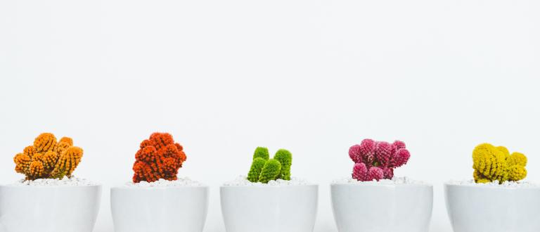 5 colourful cacti in a row