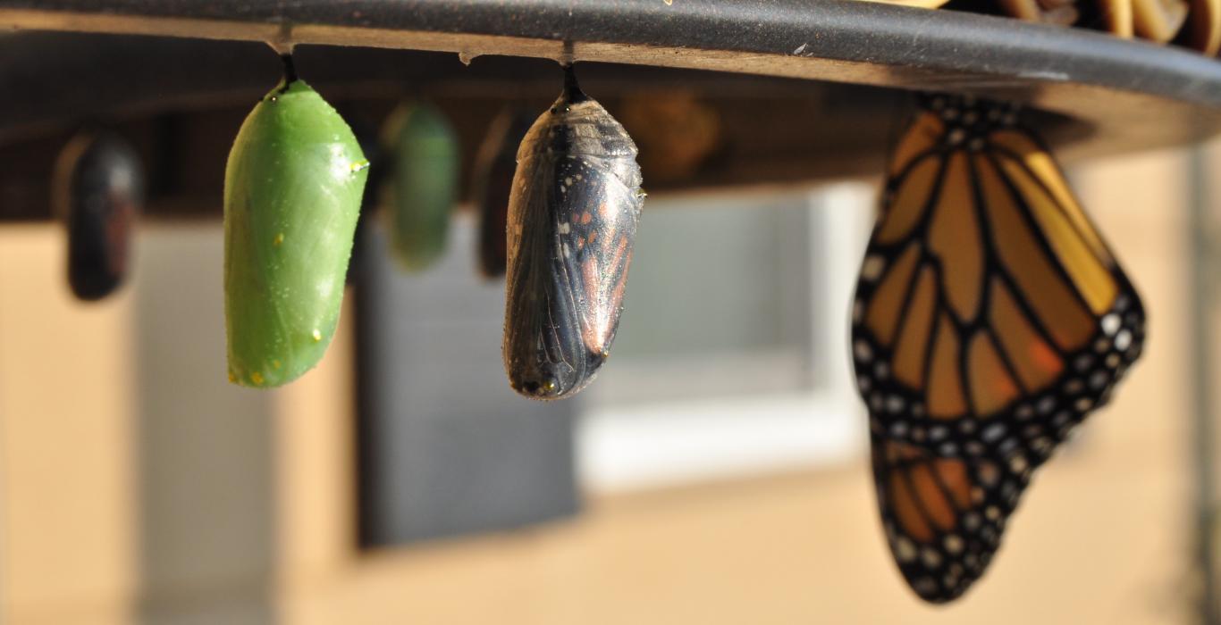 Displaying the progress of a cocoon to a monarch butterfly
