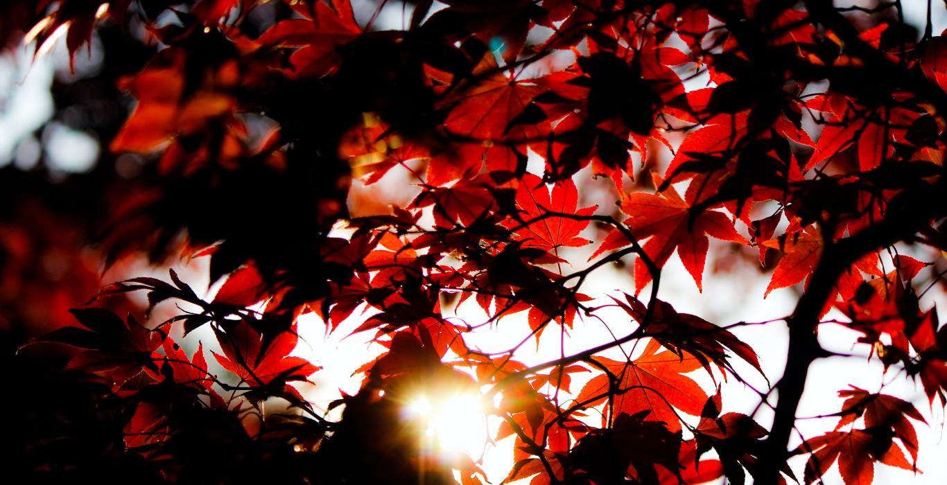 Looking up through red maple leaves