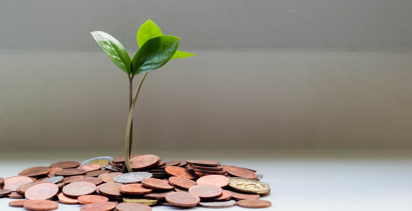 leaves sprouting out of coins