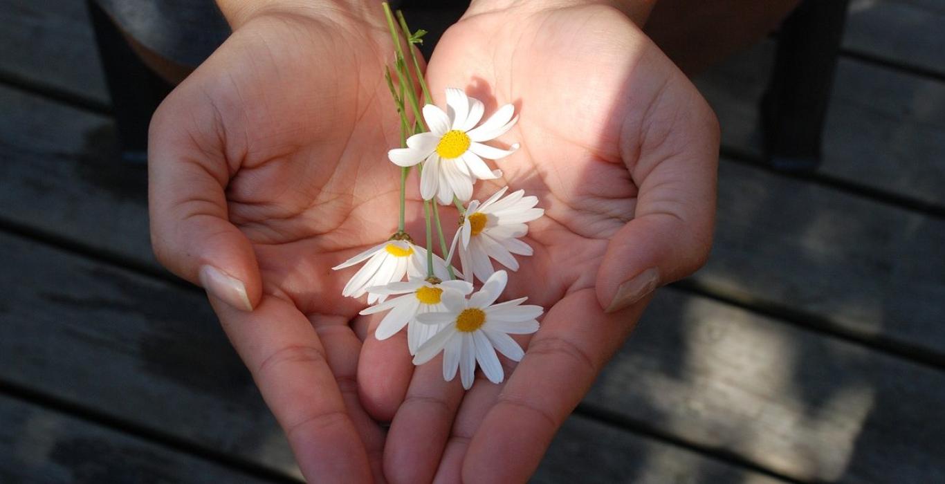 A pair of hands holding a small bouquet of daisies.