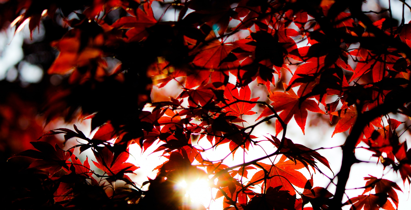 Regard à travers feuilles d'automne