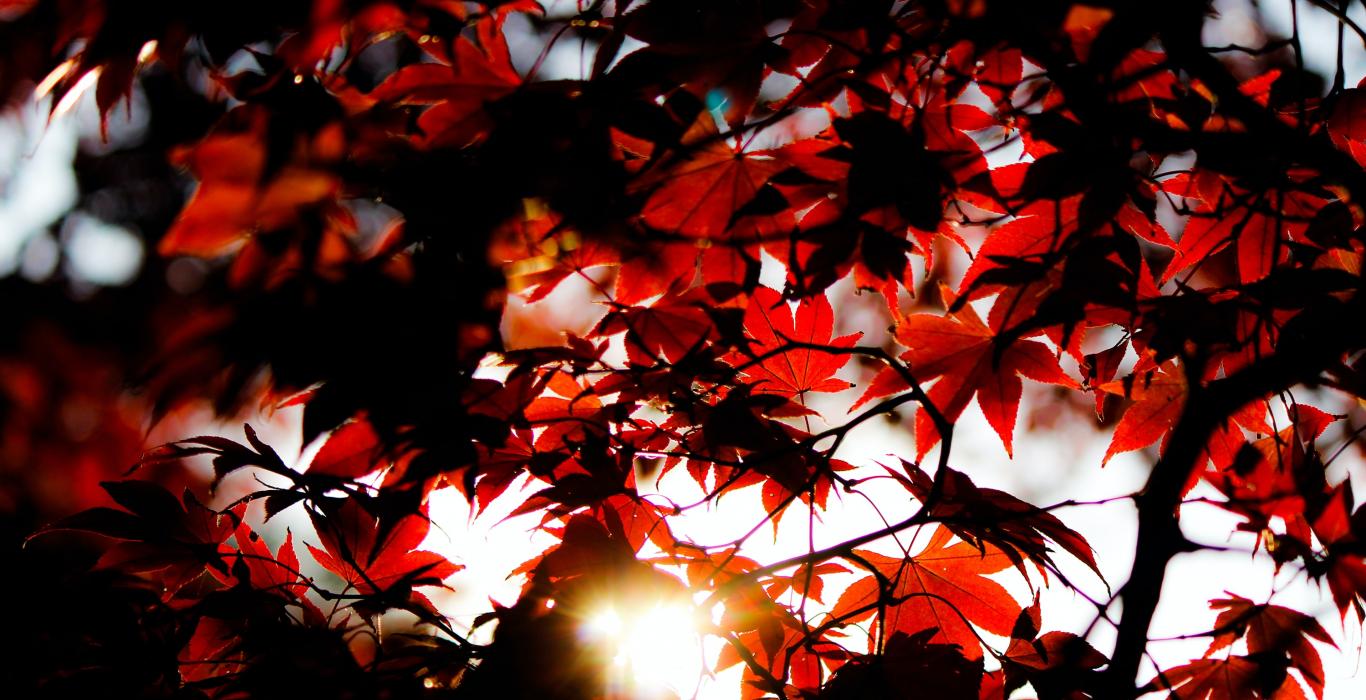 red maple leaves