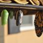 Displaying the progress of a cocoon to a monarch butterfly