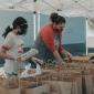Volunteers packing food bags