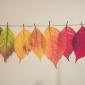 multi-colour leaves on a string